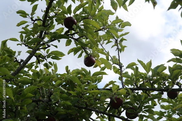 Obraz red apples on a tree