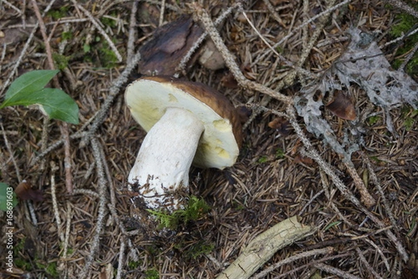 Fototapeta Steinpilz - Boletus edulis