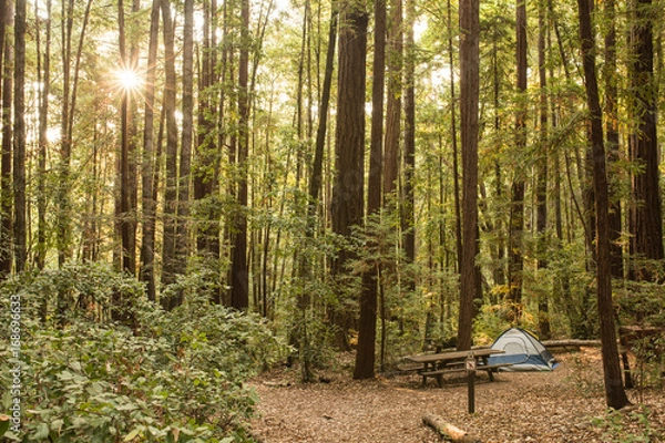 Obraz Solitary tent in a campground in a redwood forest