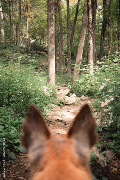 Fototapeta A tan dog with pointy ears looking down a trail on a mountainside excited to take on the challenge. The trail is on Mount Wachusett in Princeton Massachusetts. A sunny day in the late summer.