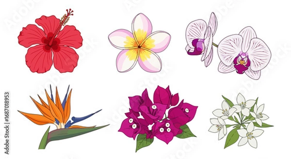 Obraz Vibrant collection of tropical flower illustrations featuring hibiscus, plumeria, orchid, bird of paradise, bougainvillea, and jasmine for botanical designs