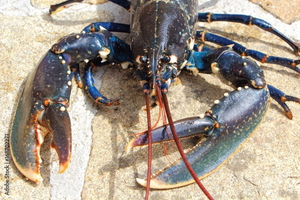 Obraz Żywy homar bretoński