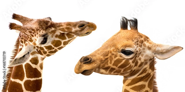 Fototapeta Giraffes portrait on white background