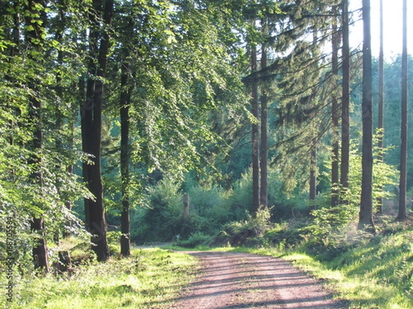 Obraz balade en foret