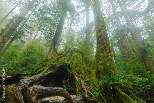 Obraz ウイルソン株