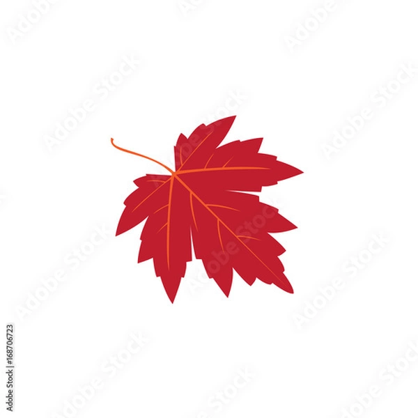 Obraz red maple autum leaf