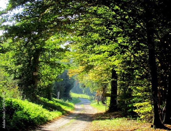 Obraz Chemin a l'ombre