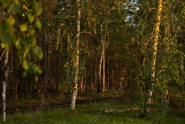 Fototapeta Birch grove near the village of Churapcha.