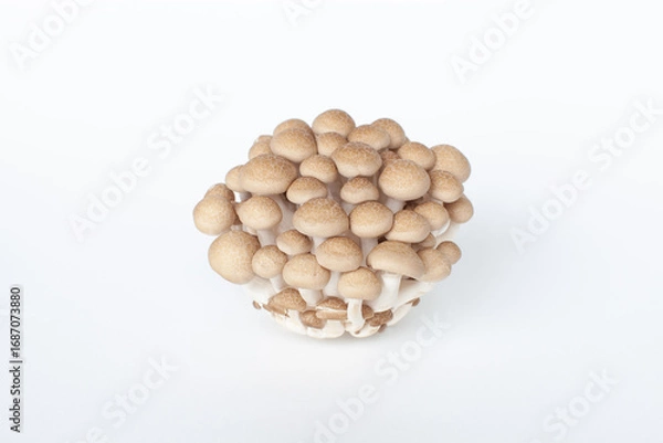 Fototapeta 白背景に置いたぶなしめじ