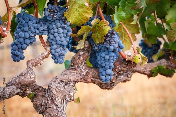 Obraz Red grapes on old vine in warm afternoon glow