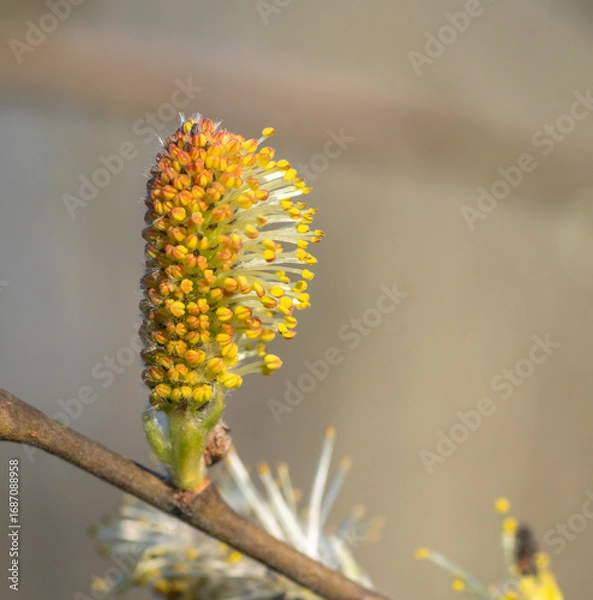 Fototapeta willow branch with yellow flowers
