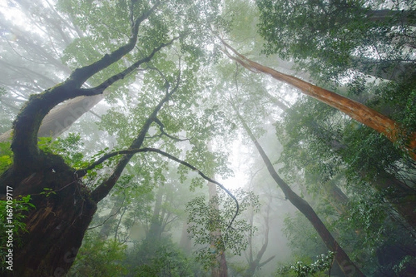 Obraz 屋久島の森