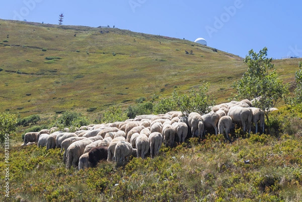 Fototapeta Tranquil rural scene with sheep grazing on a grassy hillside beneath a bright blue sky