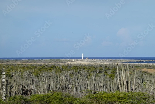 Fototapeta Bonaire - panoramic view at an abandoned house with cactus in the foreground and the California Lighthouse in the background