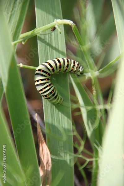 Fototapeta chenille en déplacement