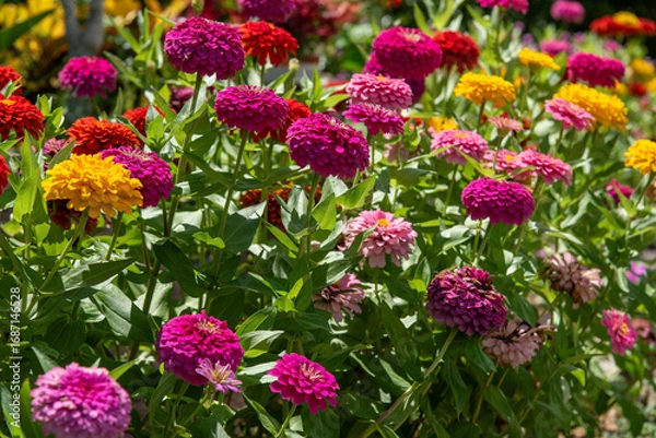 Obraz 日に照らされたカラフルな百日草の花々