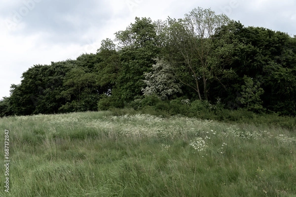 Fototapeta green meadow with tall grasses and flowers in the wind with densely overgrown forest in the background
