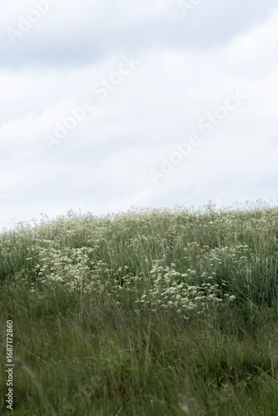 Fototapeta green meadow with tall grasses and flowers in the wind with bright, slightly cloudy sky