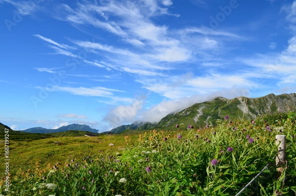 Fototapeta 【富山県】立山黒部アルペンルート・立山室堂平