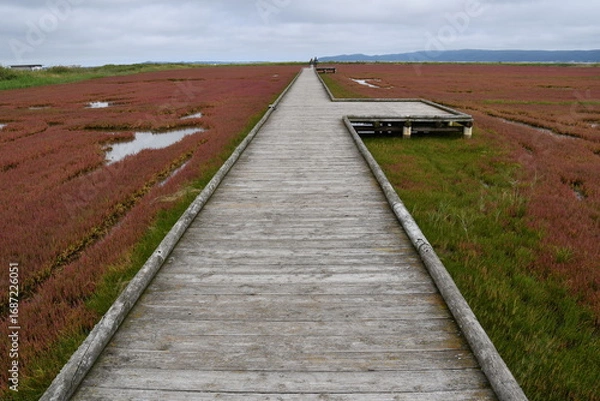 Fototapeta 能取湖サンゴ草群落地 遊歩道