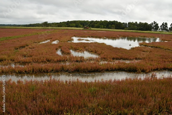 Fototapeta 能取湖サンゴ草群落地