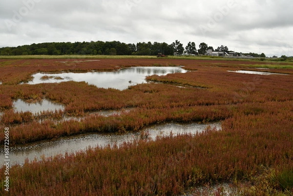 Fototapeta 能取湖サンゴ草群落地