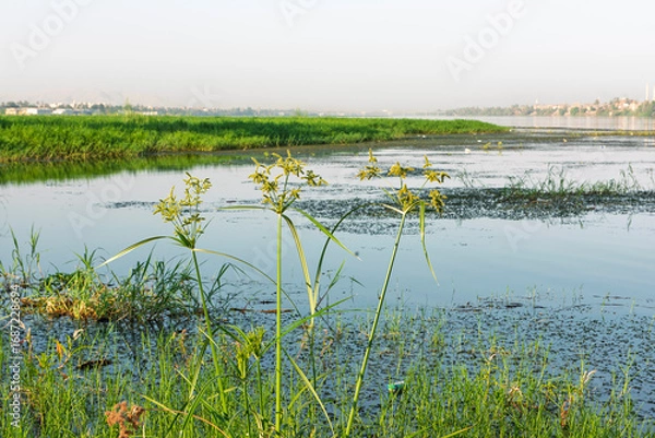 Fototapeta Panoramic landscape view across large river in africa with grass reeds in foreground