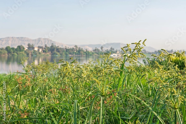 Fototapeta Panoramic landscape view across large river in africa with grass reeds in foreground