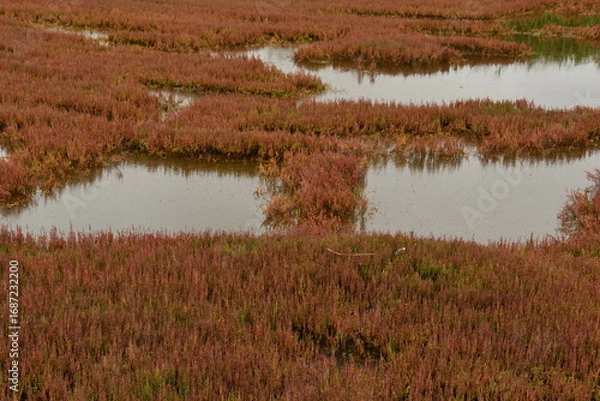 Fototapeta 能取湖サンゴ草群落地