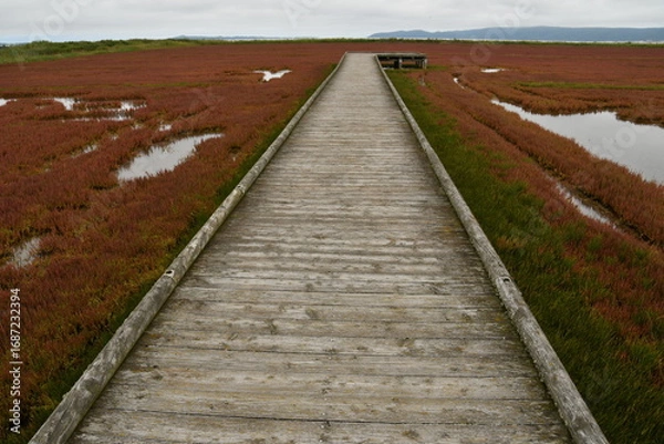 Fototapeta 能取湖サンゴ草群落地　遊歩道