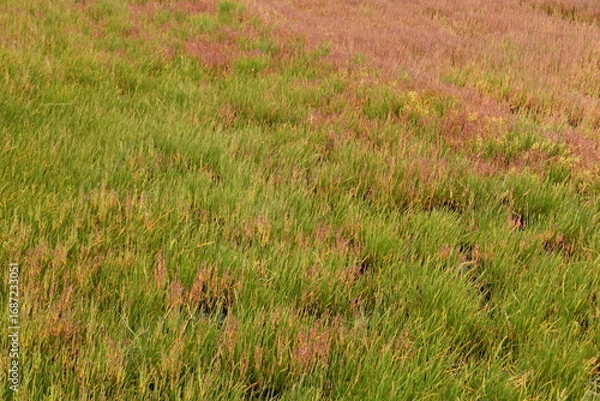 Fototapeta 能取湖サンゴ草群落地