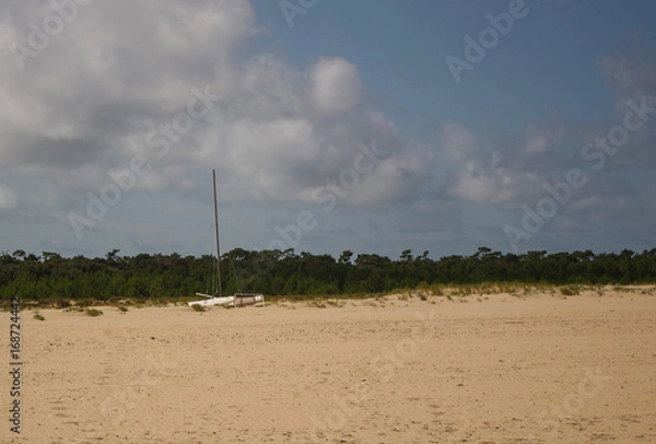 Fototapeta baillement de chat 