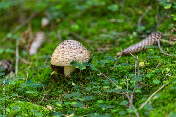 Obraz Junger Pilz im Wald mit Zapfen und Klee