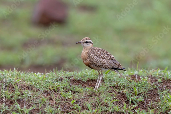 Obraz Indian courser (Cursorius coromandelicus) at Bhigwan, Maharashtra, India.