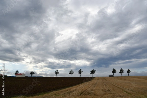 Fototapeta めまんべつメルヘンの丘