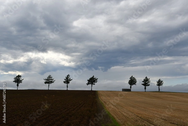 Fototapeta めまんべつメルヘンの丘