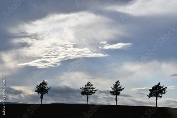 Fototapeta めまんべつメルヘンの丘