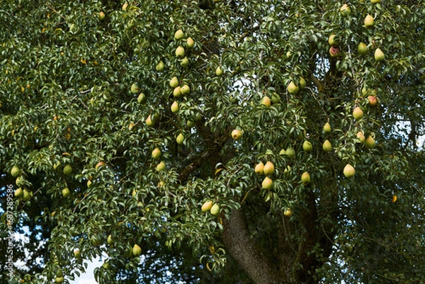 Obraz груша на дереве 