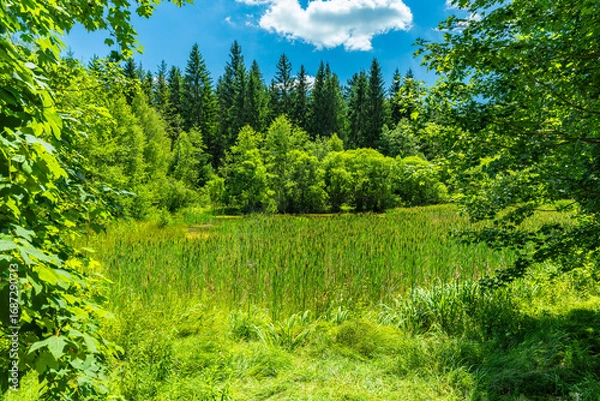 Obraz Stark verlandeter Jungfernteich mit Schilf