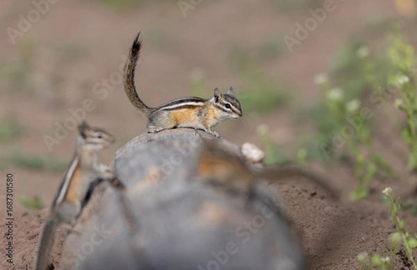 Obraz Least chipmunks on rock