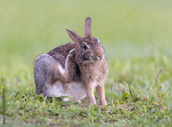 Obraz Eastern cottontail scratching face