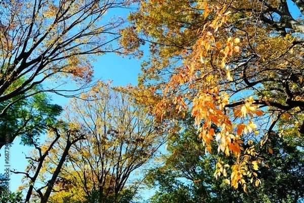 Obraz 色づく木々