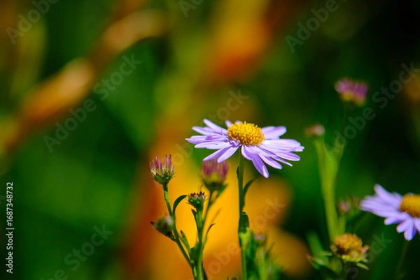 Obraz Frühsommer Aster