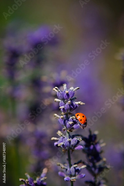 Obraz Lavendel mit Marienkäfer