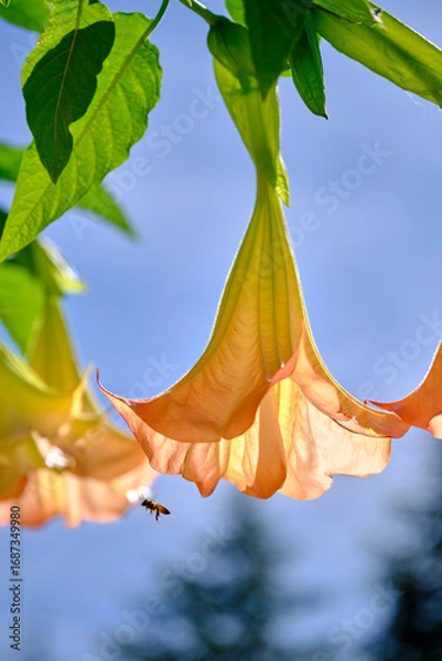 Obraz Engelstrompete mit Biene
