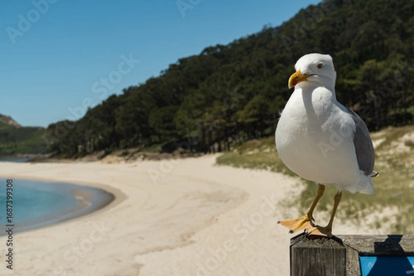 Fototapeta A seagull perched on a tall pole on a beautiful beach of fine white sand with a deep blue sea on the Cies Islands, Spain.