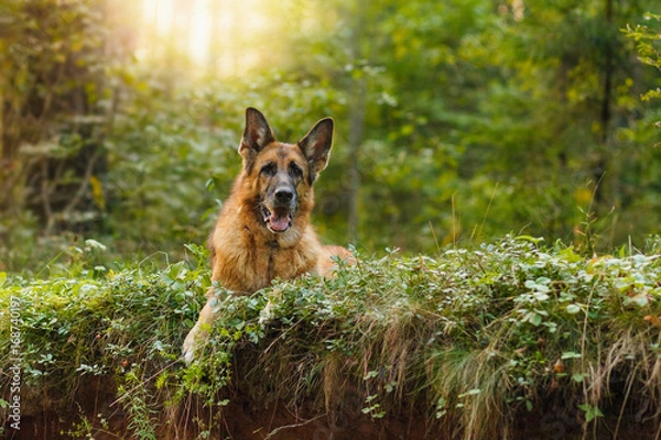 Fototapeta German Shepherd dog breeds on the edge of a cliff in the forest, soft light, sunset