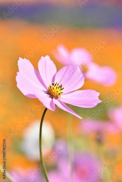 Obraz ピンクのコスモスの花のクローズアップ　オレンジ色の背景
