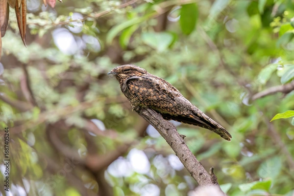 Obraz Jungle nightjar (Caprimulgus indicus) at Bhigwan, Maharashtra, India.