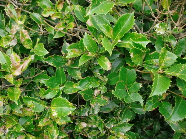 Fototapeta 柊の葉のアート